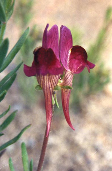 Linaria aeruginea en fleurs dans les garrigues ouvertes du sud de la France